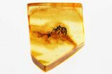 Detailed Fossil Ant (Dolichoderinae) In Baltic Amber #381555-1
